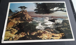 Cypress Point, Monterey, California - A Curt Teich Signature Series - Yosemite