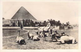 EGYPTE - Kamel Group Near The Great Pyramid Of Cheops - Carte Postale Ancienne - Andere & Zonder Classificatie