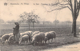 BELGIQUE - MIDDELKERKE - Au Village - Le Soir - Troupeau De Moutons - Carte Postale Ancienne - Sonstige & Ohne Zuordnung