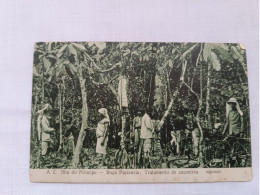 ANTIQUE POSTCARD SÃO TOME E PRINCIPE - ROÇA PACIENCIA TRATAMENTO DE CACOEIROS UNUSED - São Tomé Und Príncipe