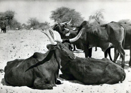 NIGER / AGADEZ / BOEUFS BOROROJIS - Niger