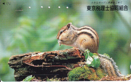 TARJETA DE JAPON DE UNA ARDILLA (SQUIRREL) - Otros & Sin Clasificación