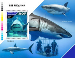 Tchad 2022, Animals, Sharks, Diving, BF - Immersione