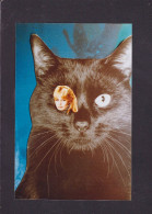 CPM Brigitte Bardot Pin Up Format Environ 10 X 15 Tirage Limité Chat Cat - Artiesten