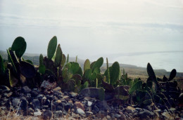 Postcard Size Photograph  Of Cactus On Steep Ground, La Gomera Island ,Canary Islands,1991 - Sukkulenten