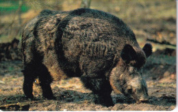 TARJETA DE ALEMANIA DE UN JABALI DE TIRADA 6000 (WILD PIG) - Otros & Sin Clasificación