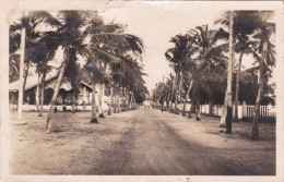 AFRIQUE . BENIN . COTONOU . AVENUE DE COCOTIERS - Benin