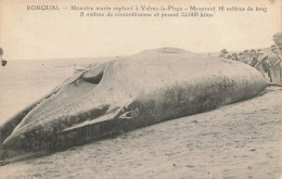 Valras Plage * Rorqual , Monstre Marin Capturé Et Gisant Sur La Plage * Pêche Baleine - Other & Unclassified