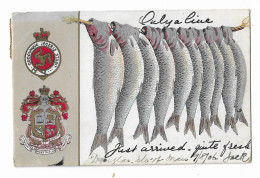 Postcard, Greetings From The Isle Of Man, Fish, Coat Of Arms, 1906. - Isle Of Man