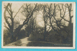 * Wolfhezen Bij Oosterbeek (Gelderland - Nederland) * (Boekhandel Romijn) Fotokaart, Bois, Bos, Old, Rare - Oosterbeek