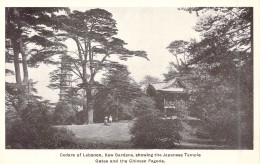 ROYAUME-UNIS - Angleterre - Cedars Of Lebanon - Kew Gardens Showing The Japanese Temple - Carte Postale Ancienne - Norvège