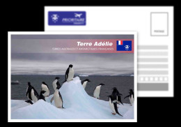 TAAF / French Antarctic Territory / Adelie Land / Postcard / View Card - TAAF : Territorios Australes Franceses