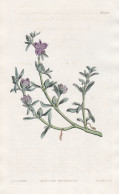 Sesuvium Portulacastrum Revolutum. Purslane-leaved Sesuvium. Tab. 1701 - Kuba Cuba / Pflanze Planzen Plant Pla - Prints & Engravings