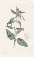 Sesamum Indicum. Indian Sesamum, Or Oily-grain. Tab. 1688 - Jamaica Jamaika / Pflanze Planzen Plant Plants / F - Prints & Engravings