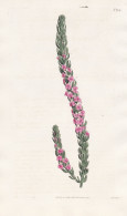 Polygala Mixta. Heath-leaved Milk-wort. Tab. 1714 - South Africa Südafrika / Pflanze Planzen Plant Plants / Fl - Prints & Engravings
