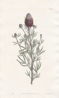 Petalostemum Violaceum. Purple-flowered Petalostemon. Tab. 1707 - North America Nordamerika / Pflanze Planzen - Prints & Engravings