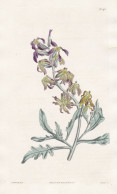 Matthiola Odoratissima. Persian Stock. Tab. 1711 - Pflanze Planzen Plant Plants / Flower Flowers Blume Blumen - Prints & Engravings