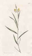Hedysarum Bupleurifolium. Hares-ear-leaved Hedysarum. Tab. 1722 - East Indies / Pflanze Planzen Plant Plants / - Prints & Engravings