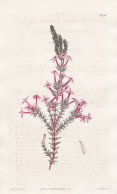 Erica Lawsoni. Lawson's Heath. Tab. 1720 - Erika Heidekraut / South Africa Südafrika / Pflanze Planzen Plant P - Prints & Engravings