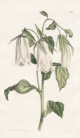 Campanula Punctata. Spotted Bell-flower. Tab. 1723 - Siberia Sibirien / Pflanze Planzen Plant Plants / Flower - Prints & Engravings