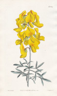 Crotalaria Pulchella. Large-flowered Crotalaria. Tab. 1699 - South Africa Südafrika / Pflanze Planzen Plant Pl - Prints & Engravings
