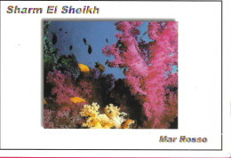 EGITTO - SHARM EL SHEIKH - CORALLI - VIAGGIATA 1099 - Sharm El Sheikh