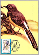 COPSYCHUS MALABARICUS - Shama Culiblanco - White-rumped Shama - . Cluj Napoca 1992 - Mechanical Postmarks (Advertisement)