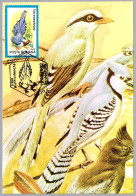 CISSA ERYTHRORHYNCHA - Urraca Piquirroja - Red-billed Blue Magpie. Cluj Napoca 1992 - Mechanical Postmarks (Advertisement)