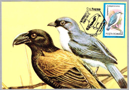 LEPTOPTERUS MADAGASCARIENSIS - Vangidae. Cluj Napoca 1992 - Mechanical Postmarks (Advertisement)