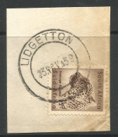 SOUTH AFRICA. 1 ½d CHEETAH USED LIDGETTON POSTMARK. - Used Stamps
