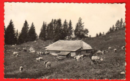 KAS-35  Chalet D'alpage Du Jura Vaudois Circulé Sous Enveloppe Avec Date Mai 1972.Troupeau De Vaches. St.-Cergues ? - Saint-Cergue