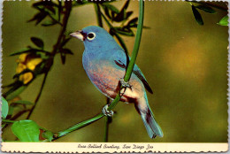 California San Diego Zoo Birds Rose Bellied Bunting 1976 - San Diego