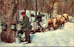 Sugar Maple Time Gathering Sap 1971 - Cultures