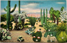 Varieties Of Desert Cacti - Cactussen