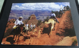 Grand Canyon - Mule Riders Enjoy Wite-open Views Of The Grand Canyon While Traveling Up The South Kaibab Trail - Gran Cañon