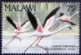 Lesser Flamingo, Water Birds, Malawi 1992 MNH - Flamencos