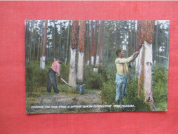 Black Americana    Chipping The Pine Tree  Turpentine  From Florida     ref 5998 - Negro Americana