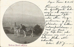 ZEBRAS SOUTH AFRICA - 1904 - Zèbres