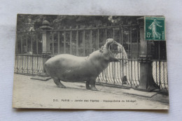 Cpa 1910, Paris 75, Jardin Des Plantes Hippopotame Du Sénégal, Animaux - Flusspferde