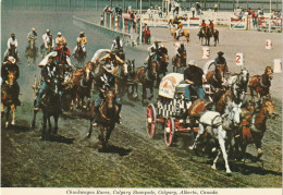 Chuckwagon Races, Calgary Stampede, Calgary, Alberta - Calgary