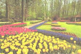 Netherlands:Holland:Lisse, Botanical Garden, Flowers - Lisse