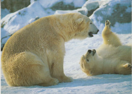 Germany 1999 Die Kleine Eisbär Postcard Ca Ilmenau 10.6.1999 (58678) - Arctic Tierwelt