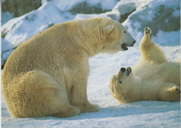 Germany 1999 Die Kleine Eisbär Postcard Ca Ilmenau 10.6.1999 (58678) - Faune Arctique