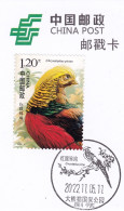 China Postmark Card,Red Bellied Golden Rooster - Autres & Non Classés
