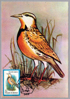 STURNELLA NEGLECTA - Turpial Gorjeador - Western Meadowlark. Cluj Napoca 1992 - Mechanical Postmarks (Advertisement)