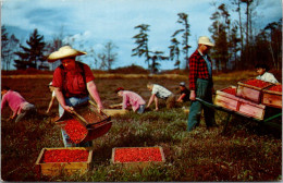 Massachusetts Cape Cod Cranberry Harvesting Scene 1965 - Cape Cod