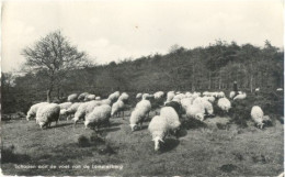 Ommen, Lemelerberg, Schapen Aan De Voet Van De Lemelerberg - Ommen