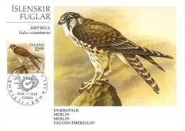 ISLANDE CARTE Maximum  NUM YVERT  599 OISEAUX  FAUCON - Cartoline Maximum