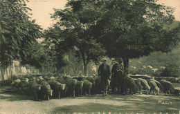 Digne Les Bains * Un Troupeau De Transhument * Transhumance Berger - Digne