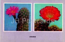 Lobivia - Cacti - Cactus - Flowers - 1977 - Ukraine USSR - Unused - Sukkulenten